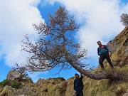 24 Sul larice radicato nella roccia 